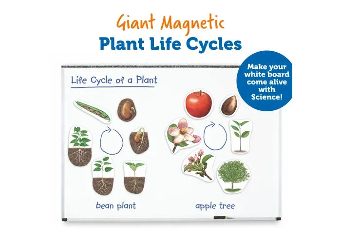 Learning Resources Giant Magnetic Plant Life Cycle