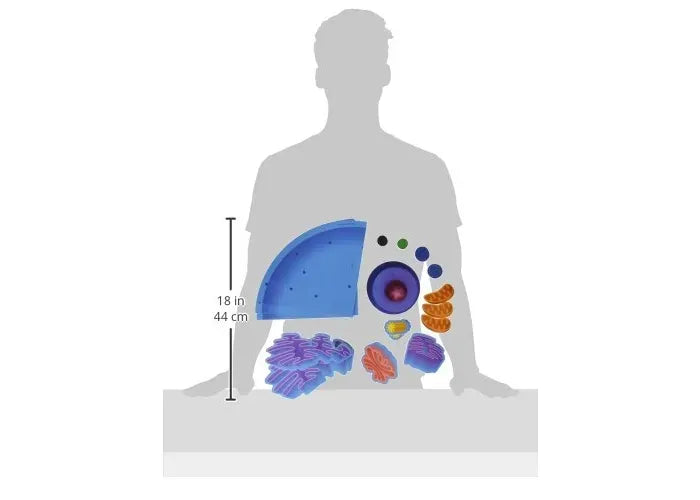 Learning Resources Giant Magnetic Animal Cell
