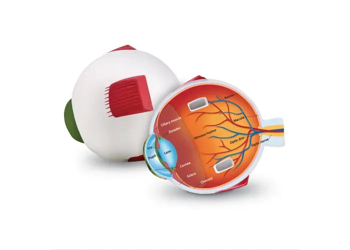 Learning Resources Soft Foam Cross-Section Eye Model