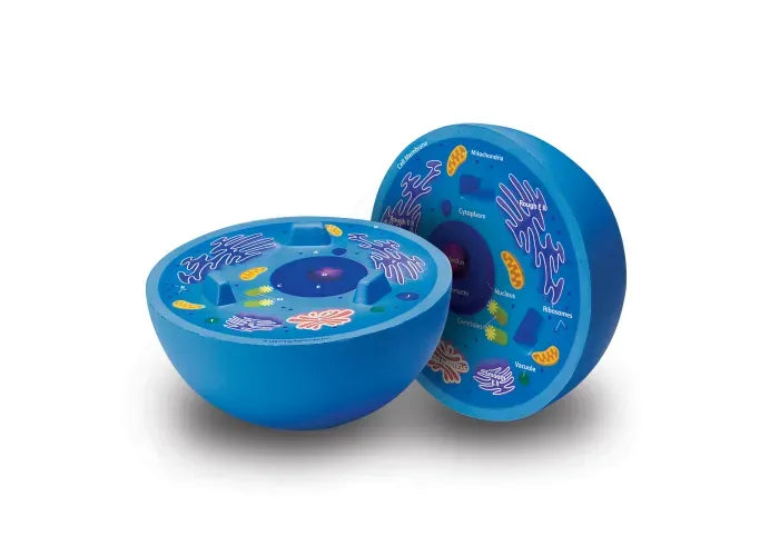 Learning Resources Soft Foam Cross-Section Animal Cell Model