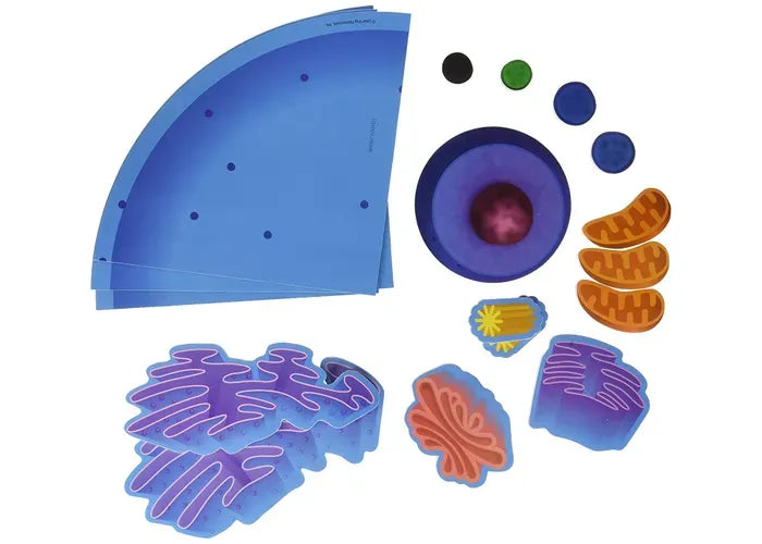 Learning Resources Giant Magnetic Animal Cell