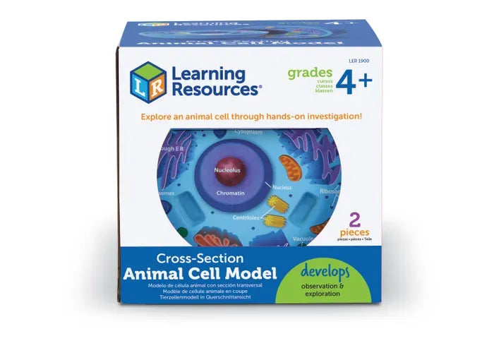 Learning Resources Soft Foam Cross-Section Animal Cell Model