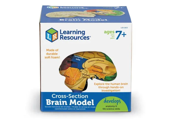 Learning Resources Soft Foam Cross-Section Human Brain Model