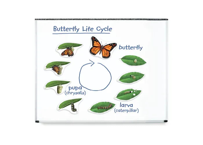 Learning Resources Giant Magnetic Butterfly Life Cycle