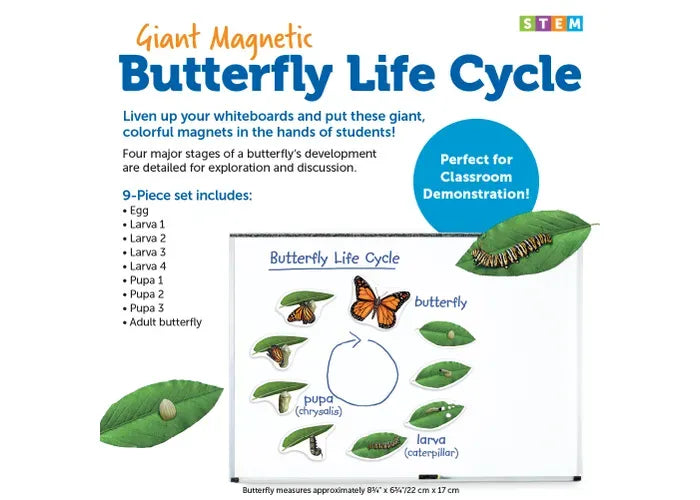 Learning Resources Giant Magnetic Butterfly Life Cycle
