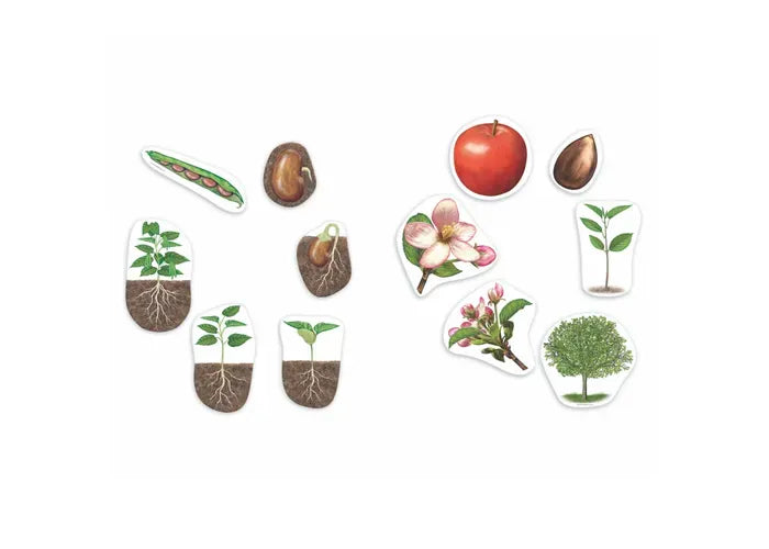 Learning Resources Giant Magnetic Plant Life Cycle