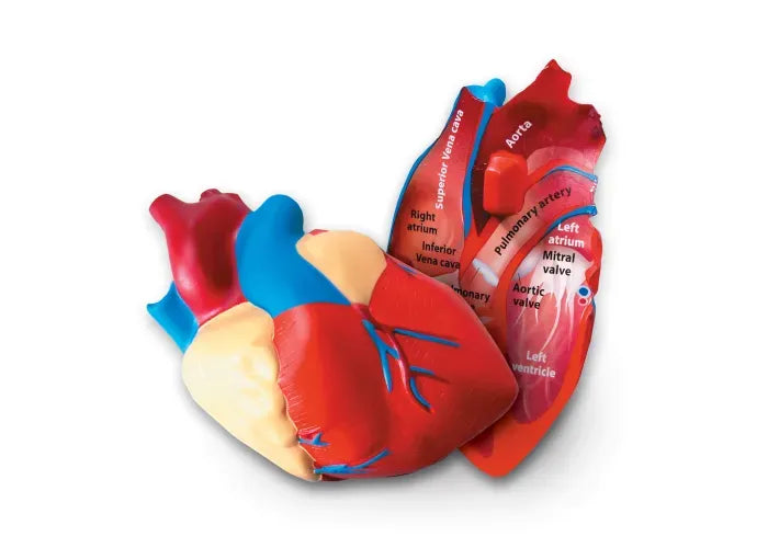 Learning Resources Soft Foam Cross-Section Human Heart Model