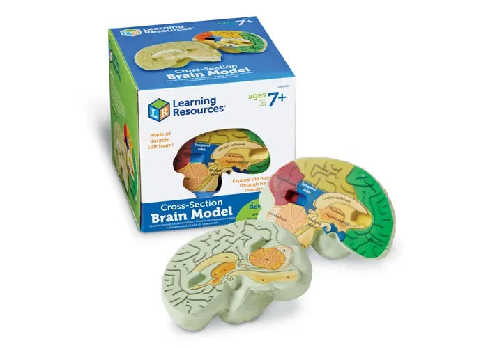Learning Resources Soft Foam Cross-Section Human Brain Model